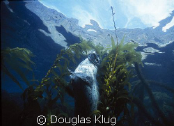 Surfacing Seal.  A harbor seal dances in the clear, shall... by Douglas Klug 
